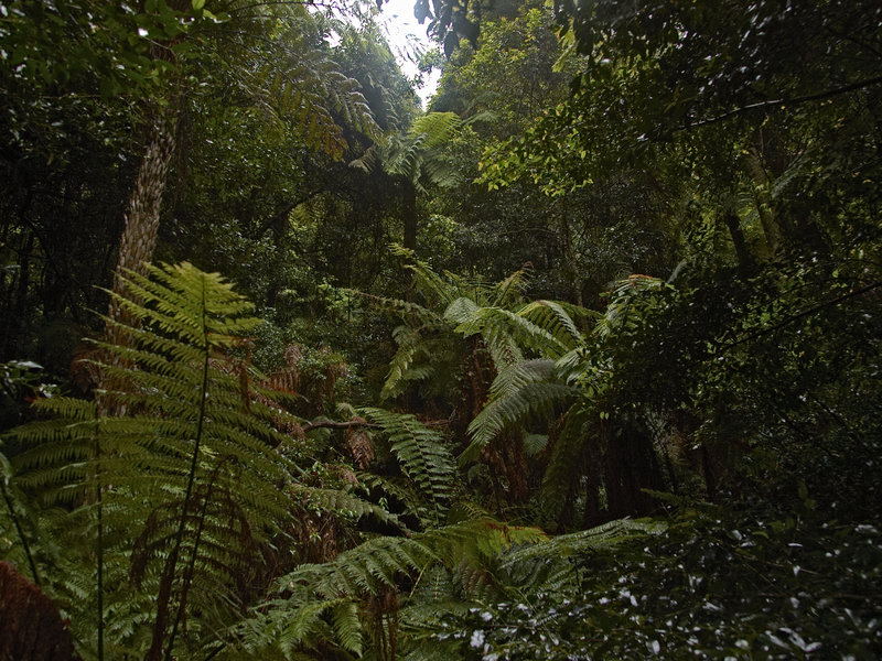 Blue Mountains
